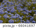 紫陽花 66041697