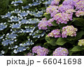 紫陽花 66041698
