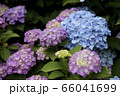 紫陽花 66041699
