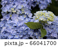 紫陽花 66041700