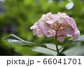 紫陽花 66041701