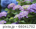 紫陽花 66041702