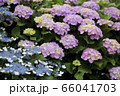 紫陽花 66041703