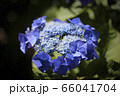 紫陽花 66041704