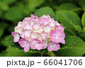 紫陽花 66041706