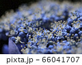 紫陽花 66041707