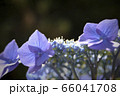 紫陽花 66041708