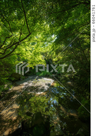 北本キャンプフィールド　せせらぎの川　サンアメニティ　新緑　　 66041761