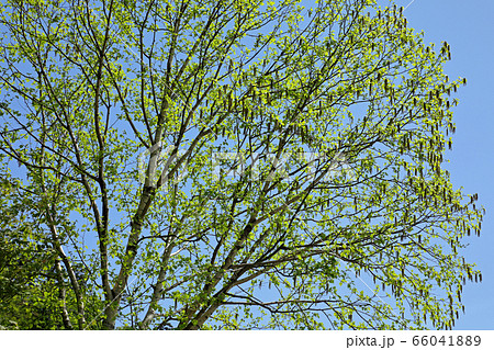 シラカンバの芽生え・若葉と雄花－国道252号アイヨシの滝展望地から　福島県只見町 66041889