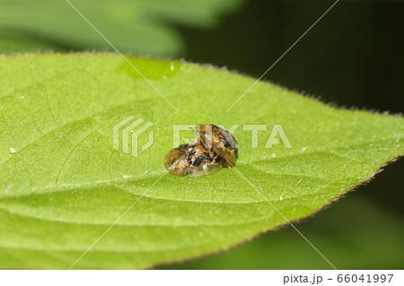 イノコヅチカメノコハムシ交尾 イノコヅチカメノコハムシ交尾 66041997