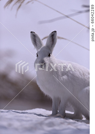 ユキウサギ104 北海道 の写真素材