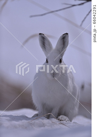 ユキウサギ102 北海道 の写真素材