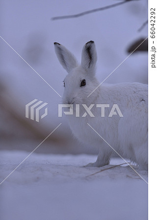 ユキウサギ101 北海道 の写真素材