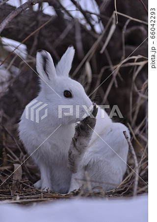 ユキウサギ100 北海道 の写真素材