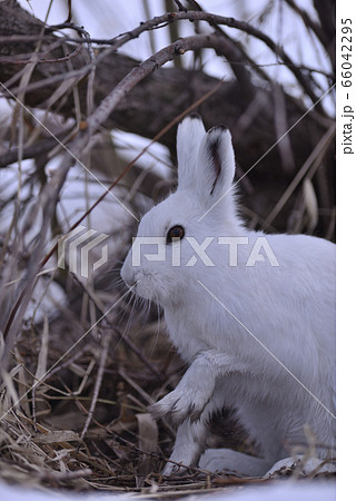 ユキウサギ99（北海道） 66042295