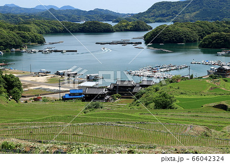大浦の棚田 大浦の棚田 66042324