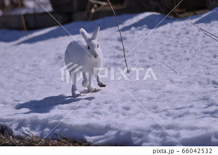 ユキウサギ91 北海道 の写真素材