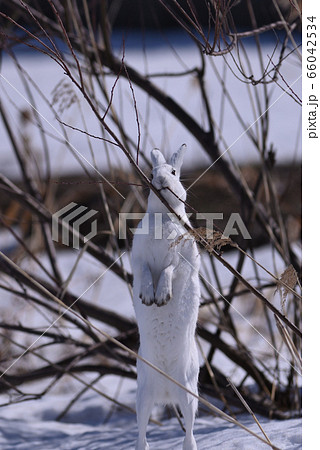 ユキウサギ89（北海道） 66042534