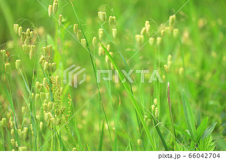 コバンソウ コバンソウ 66042704