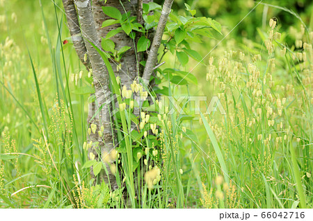 コバンソウ コバンソウ 66042716