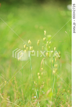 コバンソウ コバンソウ 66042726