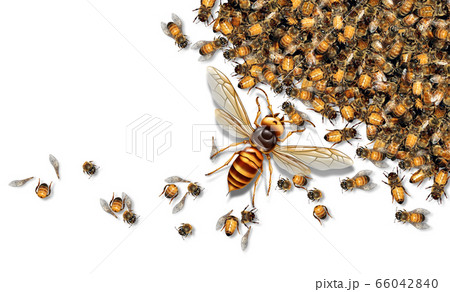 Giant Hornet Predator Attacking Bees 66042840