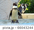ペンギン 66043244