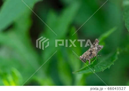 ハラヒシバッタ 66043527