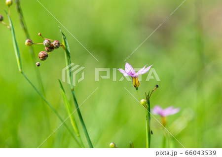 ニワゼキショウ ニワゼキショウ 66043539