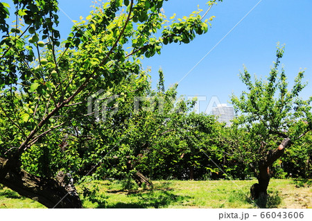 横浜市東戸塚平戸の春　旧東海道の風景　権太坂から平戸へ 66043606