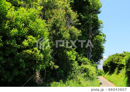 横浜市東戸塚平戸の春　旧東海道の風景　権太坂から平戸へ 66043607