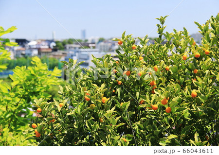 横浜市東戸塚平戸の春 旧東海道の風景 権太坂から平戸へ 金柑越しのランドマークタワー 横浜市東戸塚平戸の春 旧東海道の風景 権太坂から平戸へ 金柑越しのランドマークタワー 66043611
