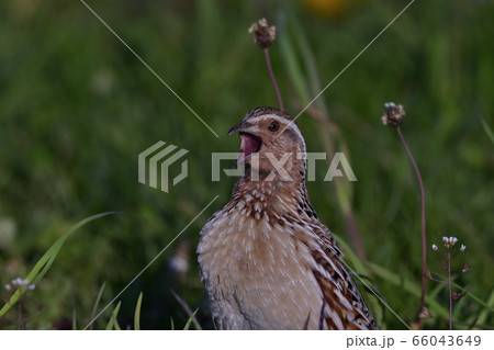 ウズラ③B(北海道) ウズラ③B(北海道) 66043649
