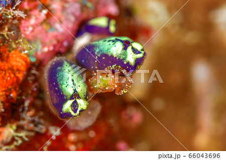 ホヤカクレエビ ホヤカクレエビ 66043696