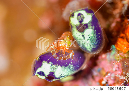 ホヤカクレエビ 66043697