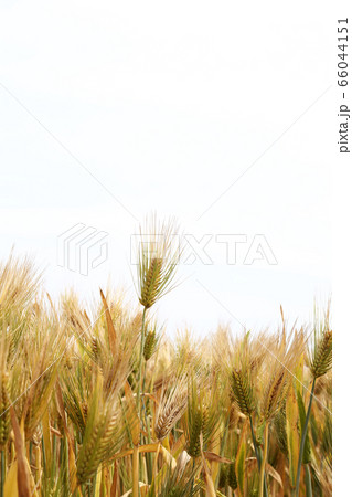 六条大麦 66044151