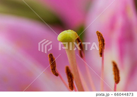 ユリの花　夏の花 66044873