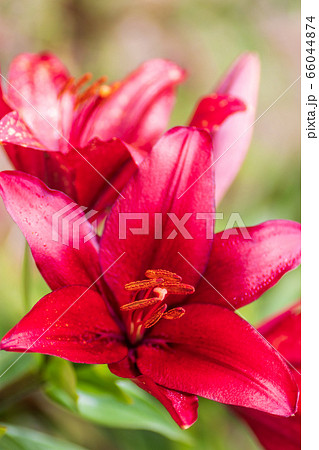 ユリの花　夏の花 66044874