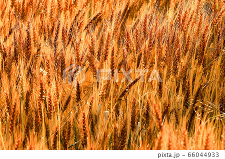 麦畑 66044933