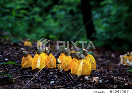 植物 湿地 夏 66045567