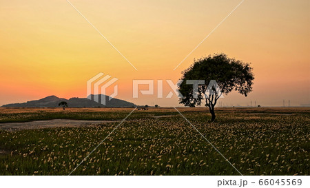 夕日 日没 ピルギ 66045569