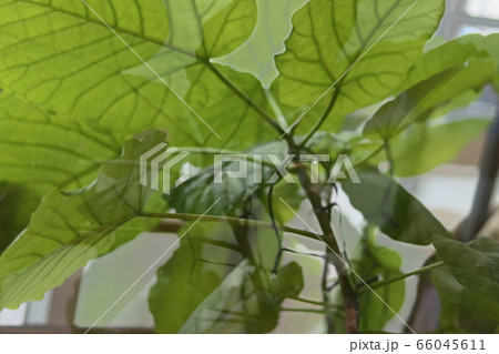 緑・植物 緑・植物 66045611