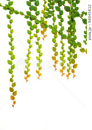 つる植物の背景素材 つる植物の背景素材 66045612