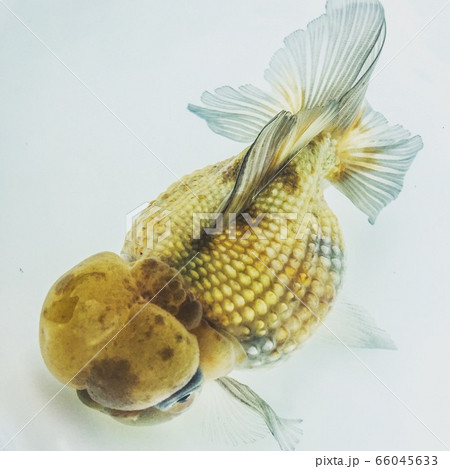 可愛い金魚の写真素材