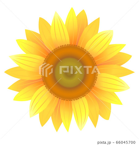 ひまわり　イラスト　01 66045700