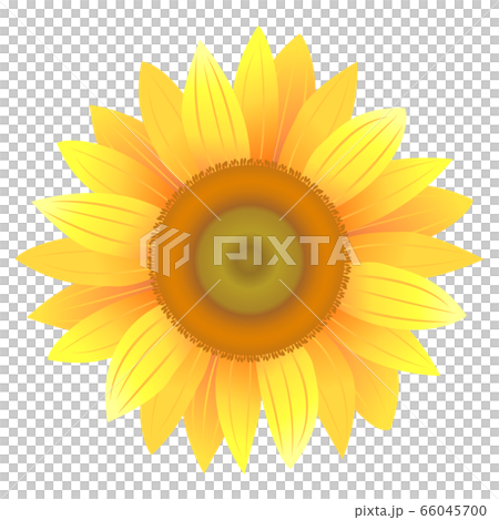 向日葵圖01 66045700