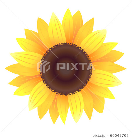 小さいひまわり　イラスト　01 66045702