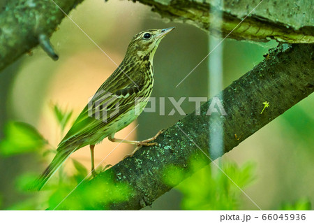 Bird - Tree Pipit ( Anthus trivialis ) sitting on 66045936