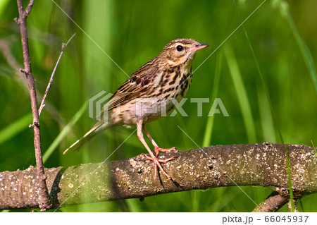 Bird - Tree Pipit ( Anthus trivialis ) sitting on 66045937