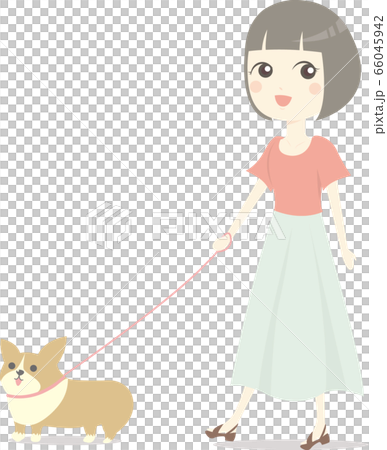 Dog walk corgi Dog walk corgi 66045942